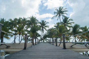 Fototapeta na wymiar pathway between island palm trees