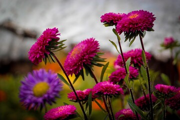 Obraz premium purple flowers in the garden