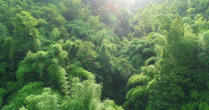 Aerial view of drone flying in the bamboo woods 4k bamboo forest in the morning with sunshine landscape footage