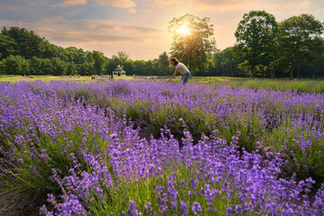 Fototapeta na wymiar lavender field in sunset and a woman picking some flowers
