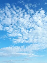 Obraz premium Silhouette of a bird high in the blue sky - Lysaker 