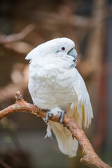 White cockatoo parrot sitting on a branch
