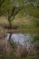 pond in the meadow with willows