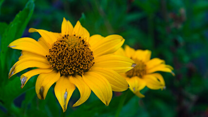 道端の小さな黄色の花