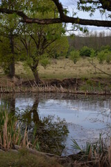 Fototapeta na wymiar pond in the meadow with willows