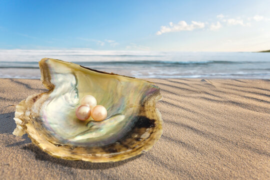 shell on the beach with pearls in it