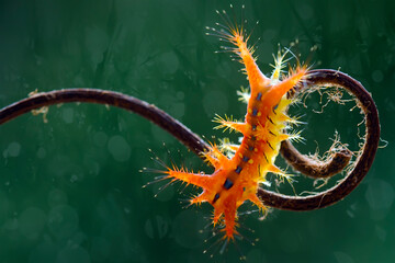 Orange caterpillars with unique feathers which are dangerous when exposed to the skin, very fast leaf eaters, very agile but very beautiful.