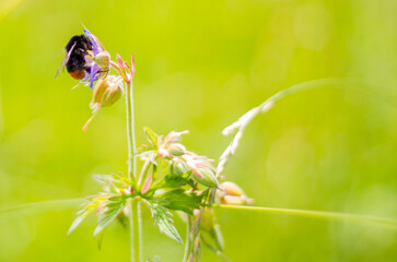 Nature: Bumblebee on plant, macro, close-up, backgrounds