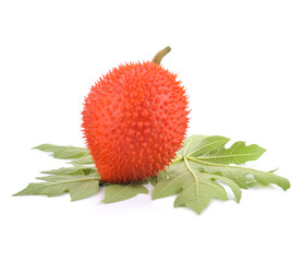 Closeup Gac fruit ( known as Spring Bitter Cucumber, baby jackfruit, sweet grourd, Spiny bitter gourd ,Momordica cochinchinensis ) isolated on white background. Tropical healthy medicine plant concept