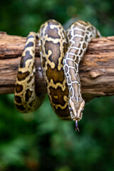 snake in the forest