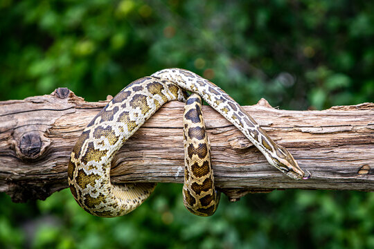 snake in the forest