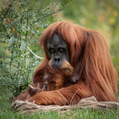 ORANGUTAN MONKEY AND BABY