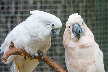 Lovely couple white cockatoos parrots on branch