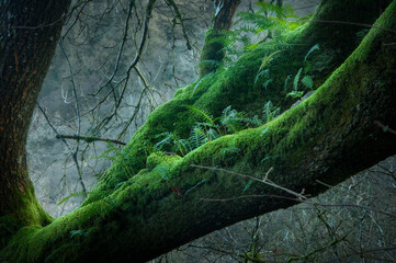 Winter Woodland moss
