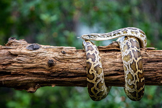 snake in the forest