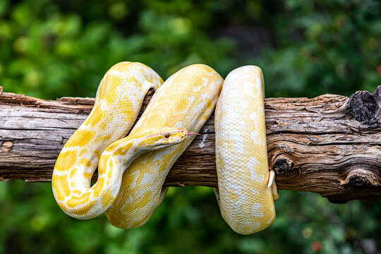 snake in the forest