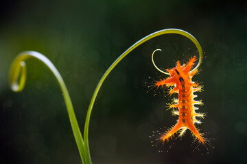 caterpillar on a leaf