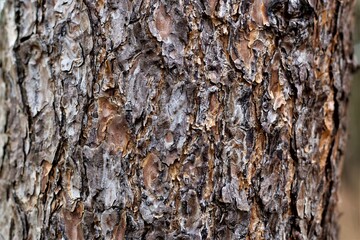 Close up of the brown bark of a tree