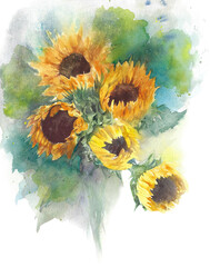 Sunflowers bouquet summer yellow  flowers watercolor painting illustration isolated on white background - 363553806