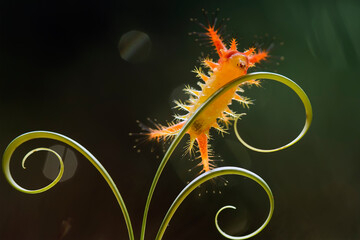 caterpillar on a black background