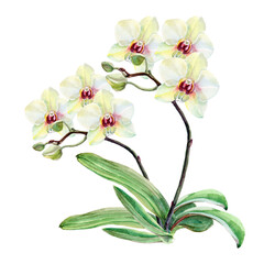 Naklejka na ściany i meble Watercolor branch white orchid on white background. Floral illustration.