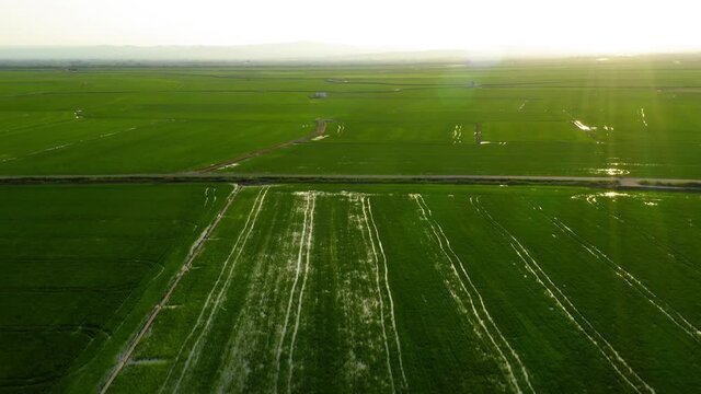 Wetland rice fields in valencia spain aerial view