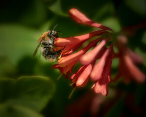 bee on flower