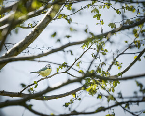 blue tit on branch