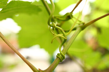 Photo of a vine tangled on a branch of grapes. Natural knot. Strong and clinging.
