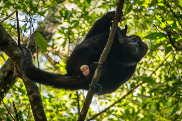 Howler monkey male looking down from leaves up there