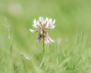 Clover Flower