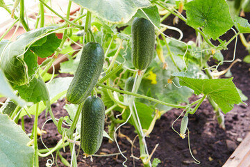 Young cucumbers growing in the ground in a greenhouse.  Organic cucumbers in the vegetable garden. 