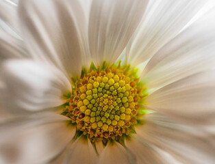 Daisy Flower