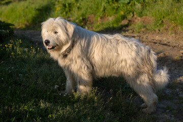 Shepherd curly white dog illuminated by the evening sun