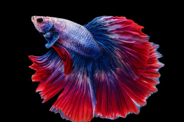 Multicolor Betta splendens fighting fish in Thailand on isolated black background. The moving moment beautiful of orange Siamese betta fish with copy space.