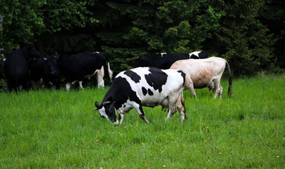 young dairy cows, go from  pasture through  green meadow along  forest, with young gobies and...