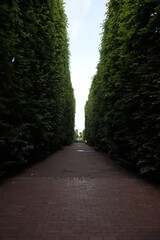 Park. Tunnel of greens.