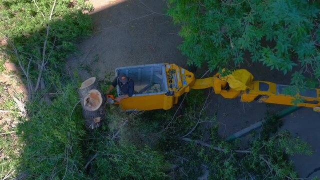 A logger cuts down trees with an electric saw.