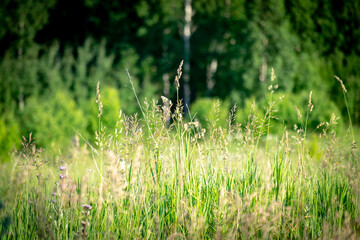 green grass in the forest