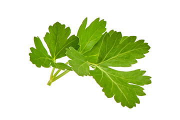 Fresh parsley, isolated on a white backgroound