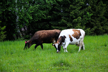 Fototapeta na wymiar young dairy cows, go from pasture through green meadow along forest, with young gobies and heifers.