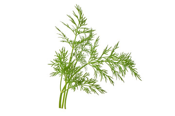 Dill, isolated on white background
