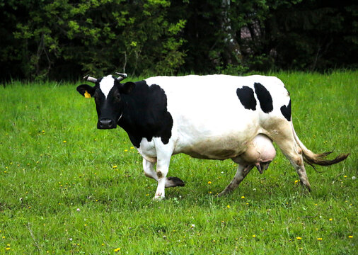 young dairy cows, go from  pasture through  green meadow along  forest, with young gobies and heifers.