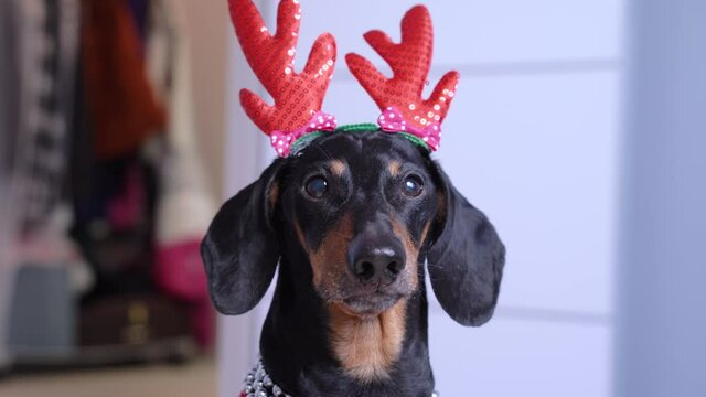 Close up portrait of funny little dachshund wearing winter knitted pullover and red Christmas deer horns looks right to the camera, barks and leaves backing away . Concept of preparations for holiday.