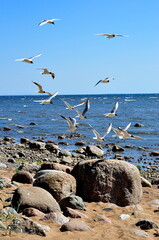 A flock of gulls flying over the rocky coast of the sea.