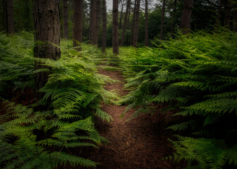summer fern forest