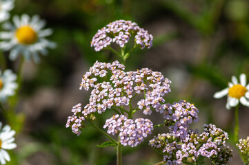 wild flowers in spring