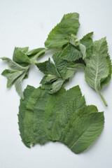 fresh mint leaves