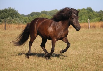 Obraz premium dark icelandic horse is running on a paddock