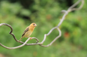 weaverbird	